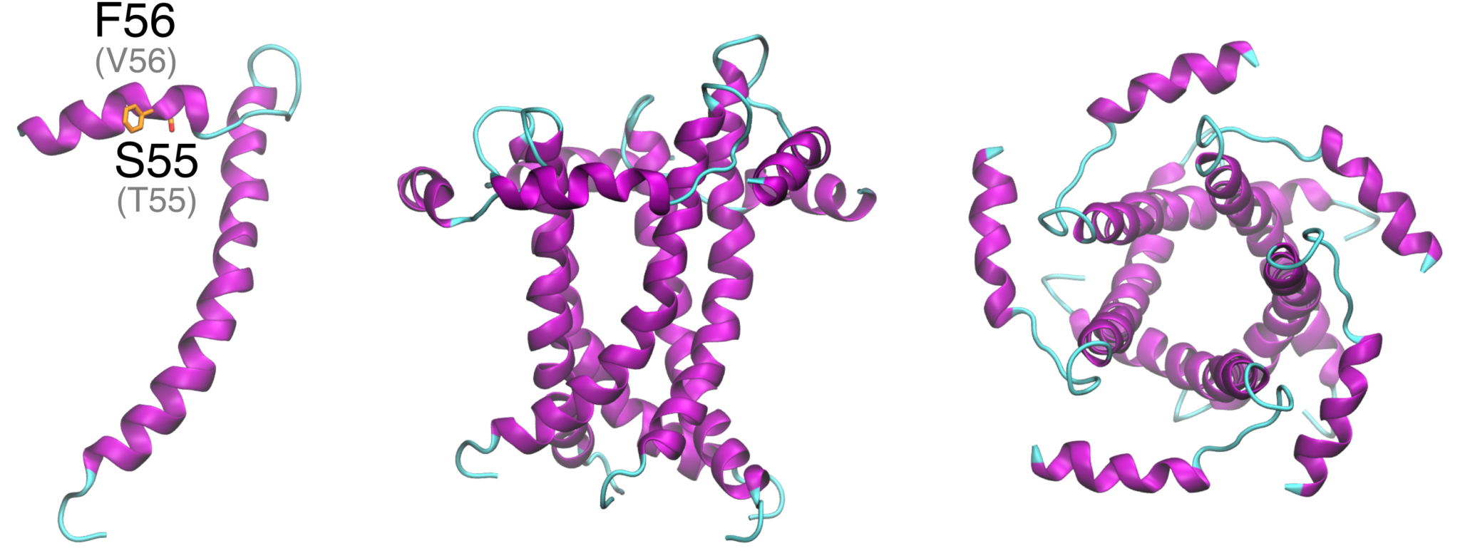 Envelope protein ORNL Computational Biology & Bioinformatics