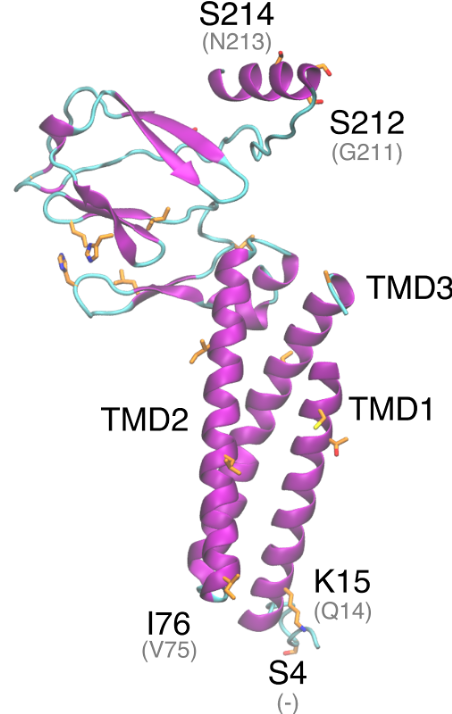 Membrane-pre